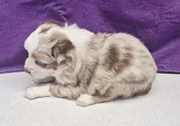 willow, a female Miniature Australian Shepherd for sale in Mount Ayr, IA – 2 of 4