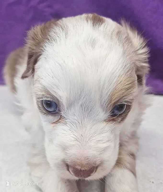 willow – Miniature Australian Shepherd puppy for sale in Mount Ayr, IA