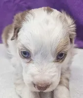 willow, a female Miniature Australian Shepherd for sale in Mount Ayr, IA – 1 of 4