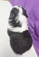 karma, a female Miniature Australian Shepherd for sale in Mount Ayr, IA – 3 of 3