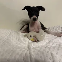 Little B, a male Italian Greyhound for sale in Surgoinsville, TN – Photo 4 of 4