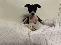 Little B, a male Italian Greyhound for sale in Surgoinsville, TN – Photo 4 of 4