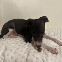 Little B, a male Italian Greyhound for sale in Surgoinsville, TN – Photo 2 of 4