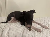 Little B, a male Italian Greyhound for sale in Surgoinsville, TN – Photo 2 of 4