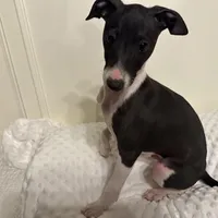 Little B, a male Italian Greyhound for sale in Surgoinsville, TN – Photo 1 of 4