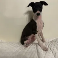 Little B, a male Italian Greyhound for sale in Surgoinsville, TN – Photo 3 of 4