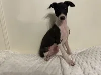 Little B, a male Italian Greyhound for sale in Surgoinsville, TN – Photo 3 of 4