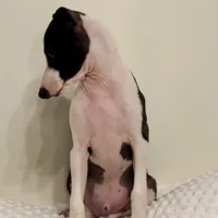 Big Brutus, a male Italian Greyhound for sale in Surgoinsville, TN – Photo 1 of 4