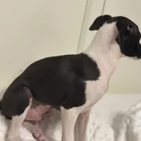 Big Brutus, a male Italian Greyhound for sale in Surgoinsville, TN – Photo 3 of 4