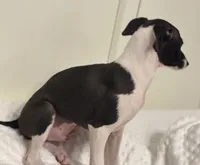 Big Brutus, a male Italian Greyhound for sale in Surgoinsville, TN – Photo 3 of 4