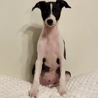 Big Brutus, a male Italian Greyhound for sale in Surgoinsville, TN – Photo 2 of 4