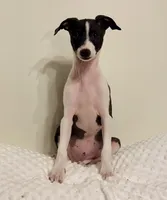 Big Brutus, a male Italian Greyhound for sale in Surgoinsville, TN – Photo 2 of 4