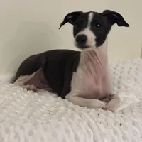 Big Brutus, a male Italian Greyhound for sale in Surgoinsville, TN – Photo 4 of 4