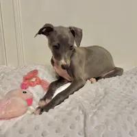 Bluebell, a female Italian Greyhound for sale in Surgoinsville, TN – Photo 1 of 3