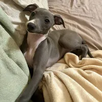 Bluebell, a female Italian Greyhound for sale in Surgoinsville, TN – Photo 3 of 3