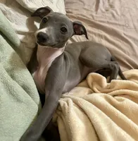 Bluebell, a female Italian Greyhound for sale in Surgoinsville, TN – Photo 3 of 3