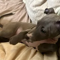 Bluebell, a female Italian Greyhound for sale in Surgoinsville, TN – Photo 2 of 3