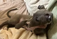 Bluebell, a female Italian Greyhound for sale in Surgoinsville, TN – Photo 2 of 3