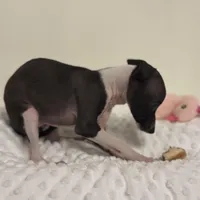 Tiny, a female Italian Greyhound for sale in Surgoinsville, TN – Photo 2 of 3