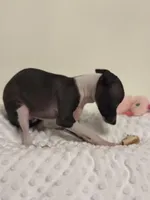 Tiny, a female Italian Greyhound for sale in Surgoinsville, TN – Photo 2 of 3