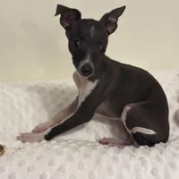 Tiny, a female Italian Greyhound for sale in Surgoinsville, TN – Photo 1 of 3