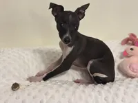 Tiny, a female Italian Greyhound for sale in Surgoinsville, TN – Photo 1 of 3