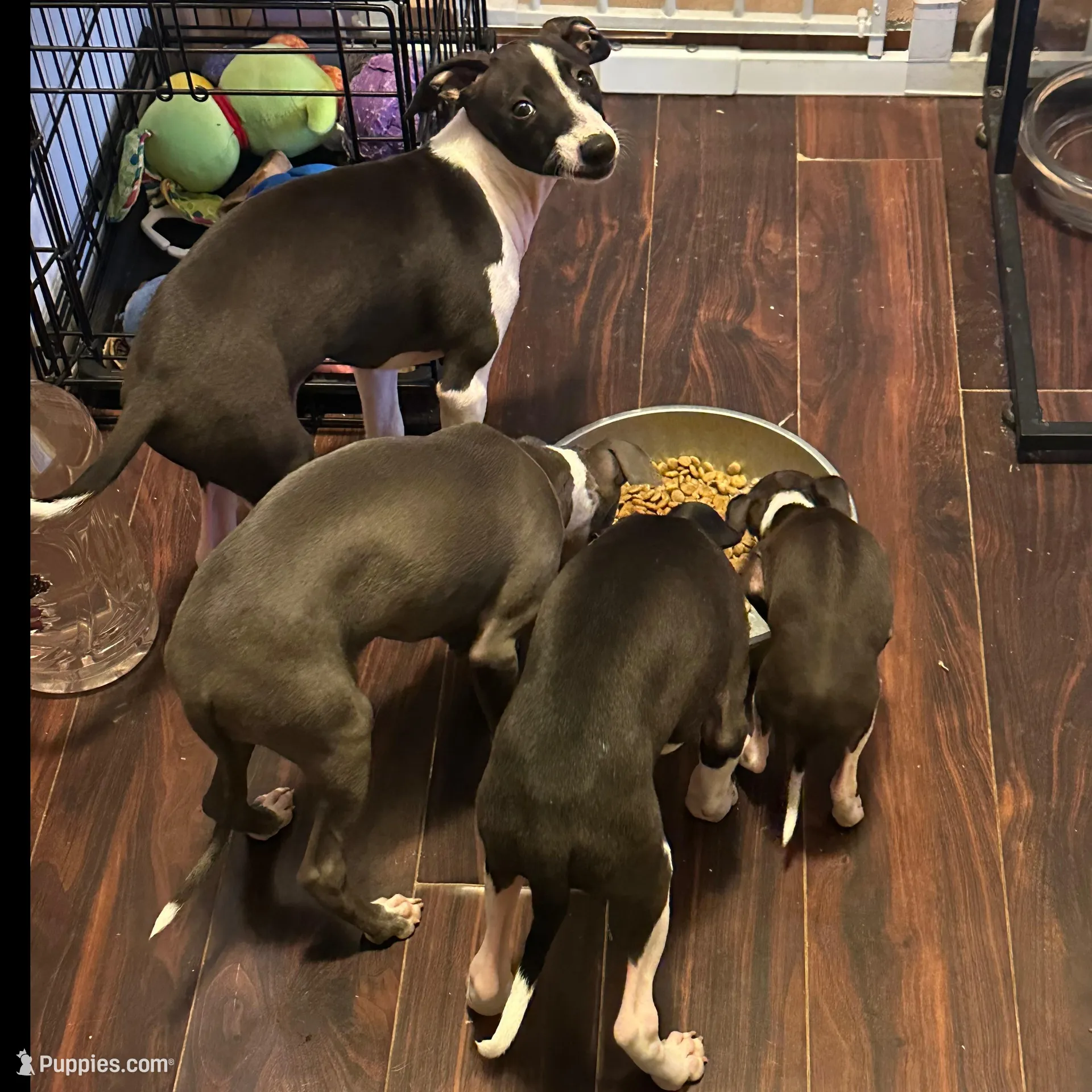 Tiny, a female Italian Greyhound for sale in Surgoinsville, TN – Photo 3 of 3