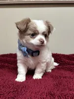 Pettie, a male Chihuahua for sale in Enterprise, AL – 3 of 8