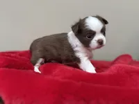 Pud, a female Chihuahua for sale in Enterprise, AL – 5 of 5