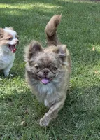 Flin, a male Chihuahua for sale in Enterprise, AL – 3 of 9