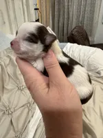 Pumpkin B1, a male Chihuahua for sale in Enterprise, AL – 4 of 7