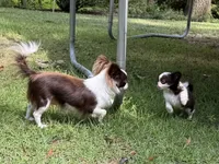 Rosie, a female Chihuahua for sale in Enterprise, AL – Photo 5 of 8