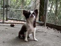 Rosie, a female Chihuahua for sale in Enterprise, AL – Photo 7 of 8
