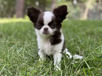 Rosie, a female Chihuahua for sale in Enterprise, AL – Photo 2 of 8