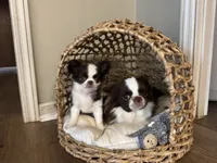 Rosie, a female Chihuahua for sale in Enterprise, AL – Photo 3 of 8