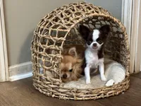 Rosie, a female Chihuahua for sale in Enterprise, AL – Photo 1 of 8