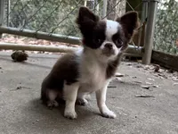 Rosie, a female Chihuahua for sale in Enterprise, AL – Photo 6 of 8
