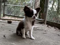 Rosie, a female Chihuahua for sale in Enterprise, AL – Photo 8 of 8