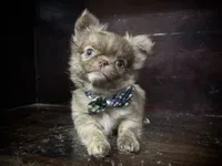 Flin, a male Chihuahua for sale in Enterprise, AL – 3 of 8