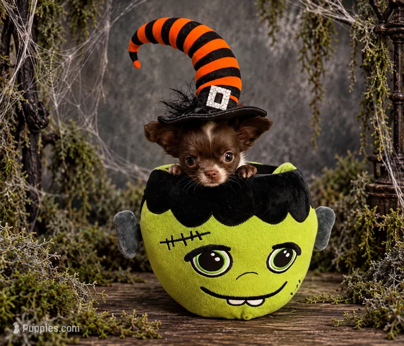 Pumpkin B2 – Chihuahua puppy for sale in Enterprise, AL