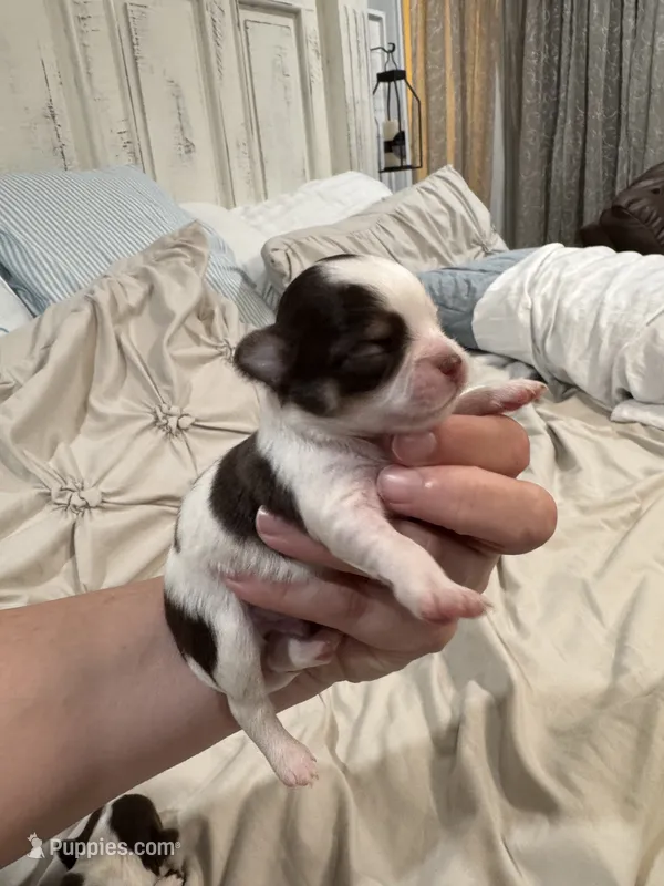 Pumpkin B1 – Chihuahua puppy for sale in Enterprise, AL