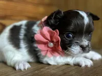 Deposit, a female Chihuahua for sale in Enterprise, AL – Photo 2 of 3