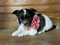 Deposit, a female Chihuahua for sale in Enterprise, AL – Photo 3 of 3