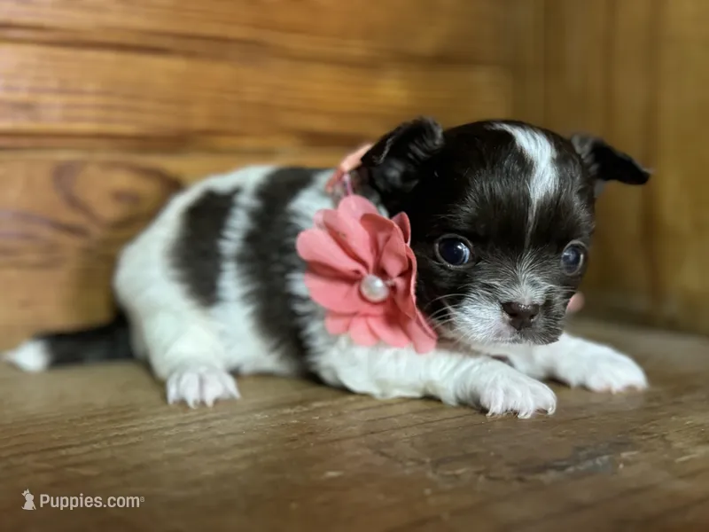Deposit, a female Chihuahua for sale in Enterprise, AL – Photo 1 of 3