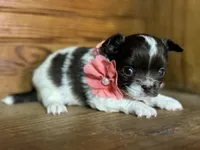 Deposit, a female Chihuahua for sale in Enterprise, AL – Photo 1 of 3