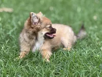 Fluffy, a male Chihuahua for sale in Enterprise, AL – 2 of 9
