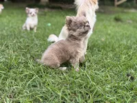 LC brindle, a female Chihuahua for sale in Enterprise, AL – 3 of 9