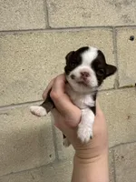 Deposit, a male Chihuahua for sale in Enterprise, AL – Photo 5 of 6