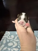 Deposit, a male Chihuahua for sale in Enterprise, AL – Photo 4 of 6