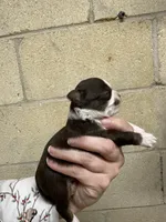 Deposit, a male Chihuahua for sale in Enterprise, AL – Photo 2 of 6